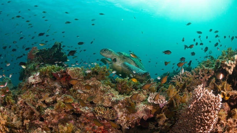 El Nido: Manta Ray Diving Experience in Sibaltan - My call: book it for the setting, not only the mantas