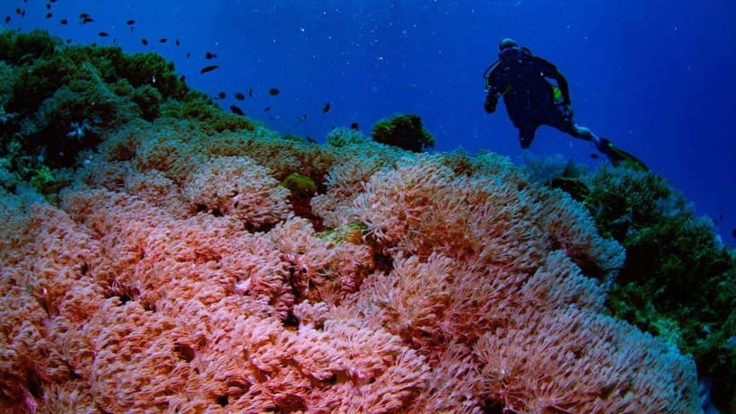 El Nido: Manta Ray Diving Experience in Sibaltan - Equipment, guidance, and group size
