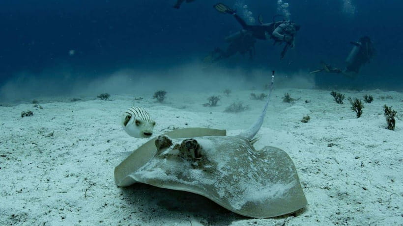 El Nido: Manta Ray Diving Experience in Sibaltan - Practical preparation for the day