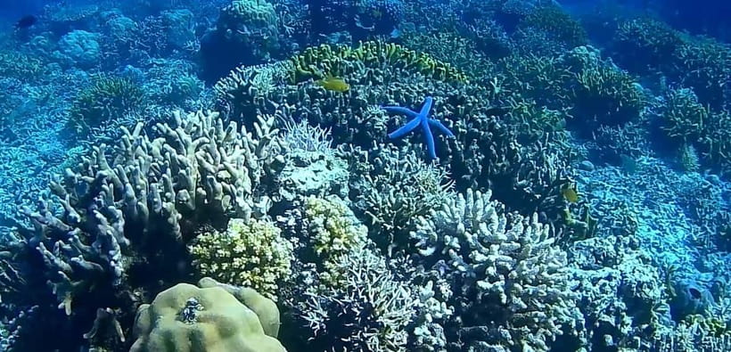 El Nido, Sibaltan: Private Snorkeling & Secret Islands Tour - Turtles, reef sharks, and realistic wildlife expectations