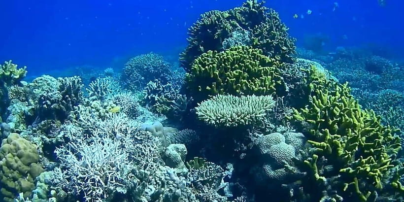 El Nido, Sibaltan: Private Snorkeling & Secret Islands Tour - The beach lunch at Little Maosanon