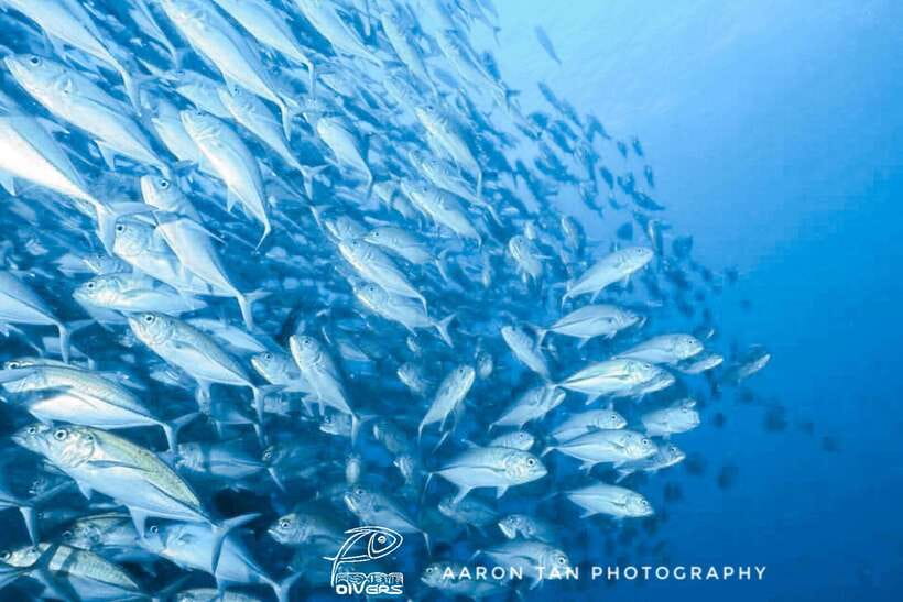 Fisheye Divers: Discover Scuba Diving - From Boracay Hotel Pickup to First Breaths