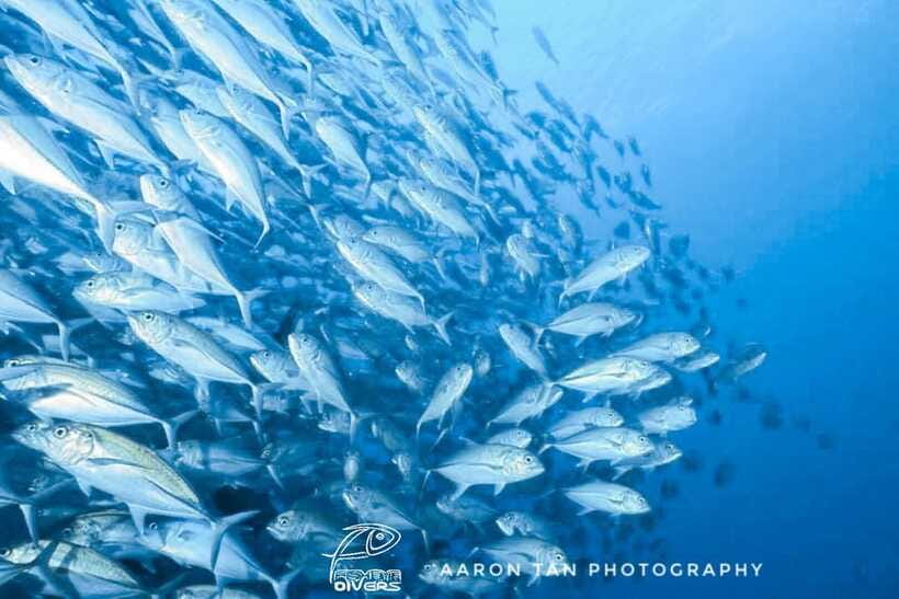 Fisheye Divers: Discover Scuba Diving - Who Will Enjoy This Most