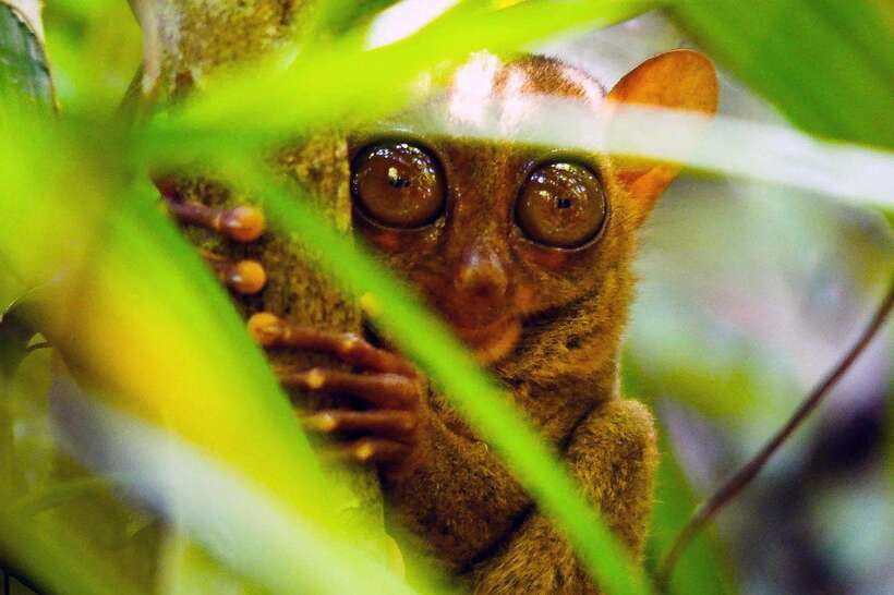 From Bohol: Countryside Private Day Tour - What You Are Really Buying for $101