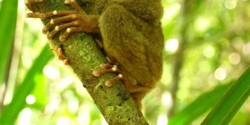 From Bohol: Full-Day Countryside Tour - Why this eight-hour Bohol route works