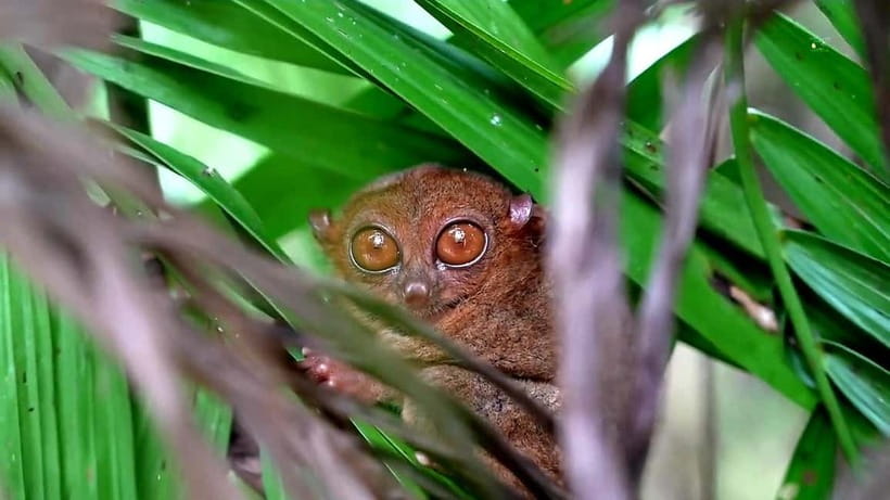From Cebu: Bohol Countryside & Buffet Lunch Exclusive Tour - A careful visit with the tarsiers