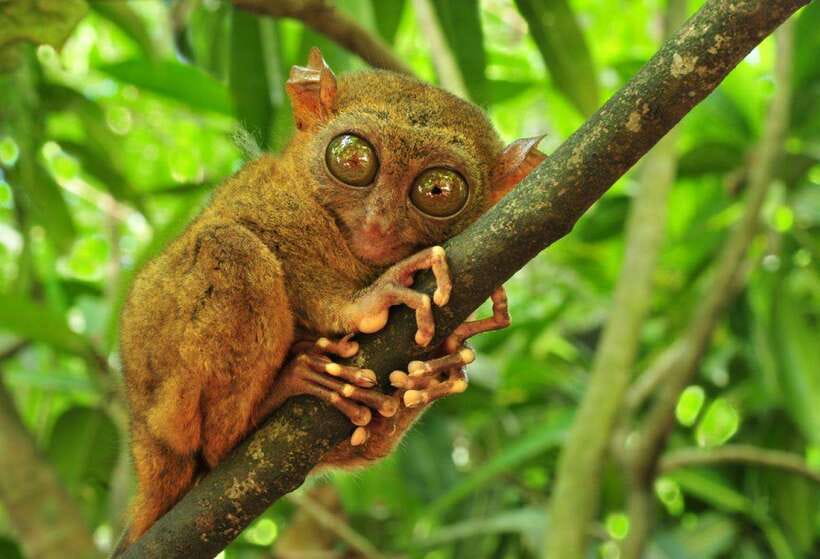 From Cebu City: Bohol Island Highlights in One Day - A full Bohol day from Cebu, starting before sunrise