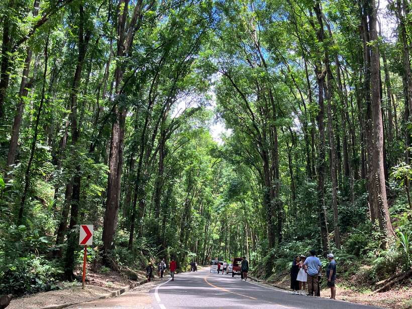 From Cebu City: Bohol Island Highlights in One Day - Tarsiers require quiet attention
