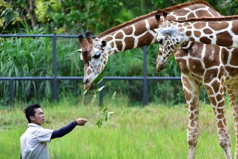 From Cebu City: Cebu Safari and Adventure Park Day Tour - The Bird Show and Animal Interactions