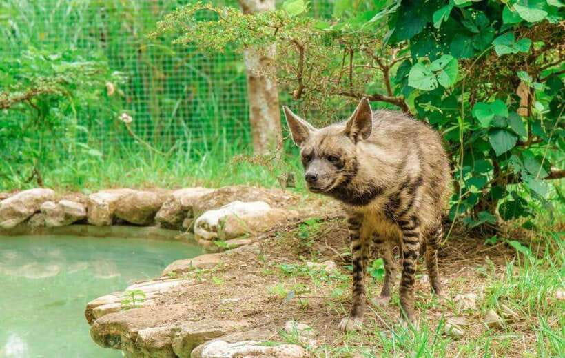 From Cebu City: Cebu Safari and Adventure Park Day Tour - Who Will Get the Most From This Day?