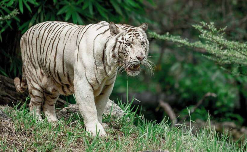 From Cebu City: Cebu Safari and Adventure Park Day Tour - African Savanna From 10:00 AM to 3:30 PM