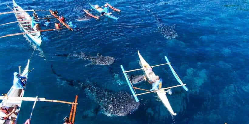 From Cebu City: Scuba Diving with Whale Sharks Trip in Oslob - Why the private format is worth the $172 price