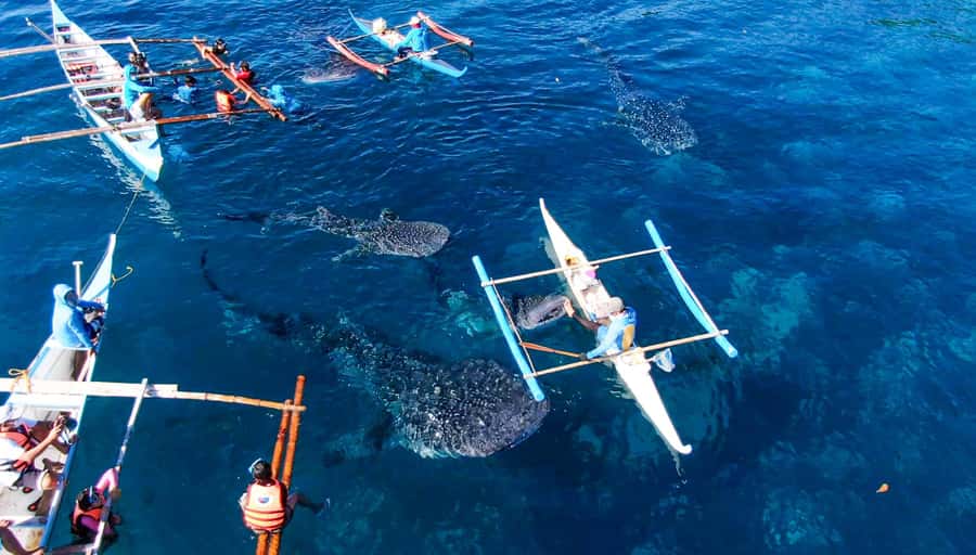 From Cebu City: Scuba Diving with Whale Sharks Trip in Oslob - The 5:00 AM start from Cebu City