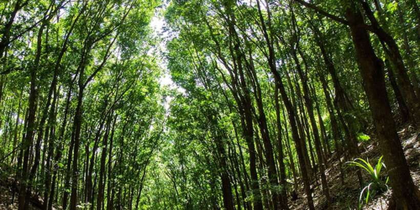 From Cebu: Full-Day Bohol Excursion - The Blood Compact Site and a key moment in Philippine history