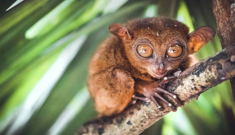 From Cebu: Full-Day Bohol Excursion - The early pickup and ferry crossing