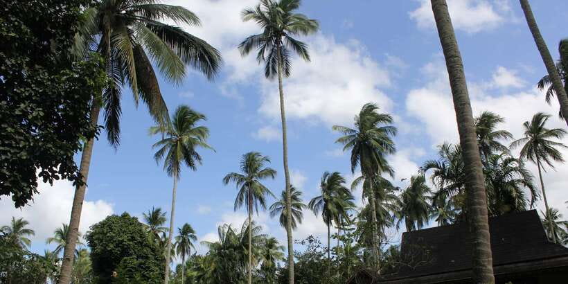 From Manila: Day Tour to Enchanting Hidden Valley - Lunch and the Comforts of a Resort Day