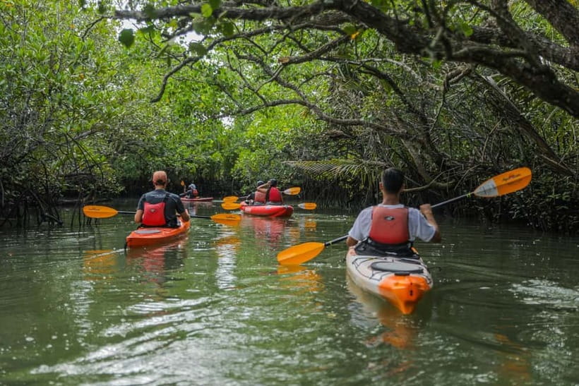 From Tagbilaran City/Panglao Island: Bohol Mangrove Kayaking - Inside the Mangrove Tunnels Trail