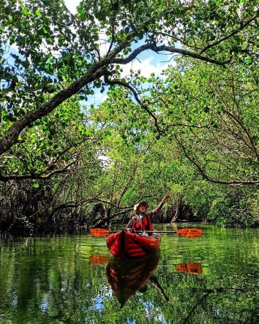 From Tagbilaran City/Panglao Island: Bohol Mangrove Kayaking - What makes the conservation work important