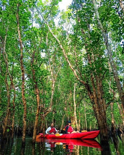 From Tagbilaran City/Panglao Island: Bohol Mangrove Kayaking - Should you book the Abatan River kayak tour?