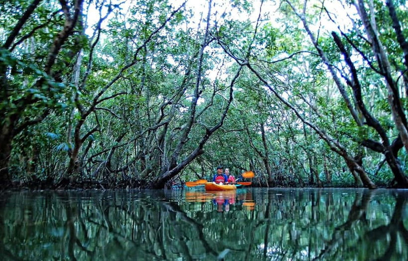 From Tagbilaran City/Panglao Island: Bohol Mangrove Kayaking - Your first paddle lesson and safety briefing