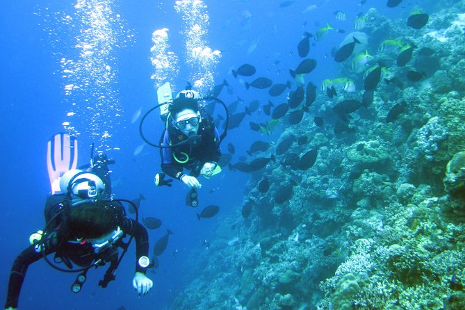 Fun Boat Dive for certified diver - Key points at a glance