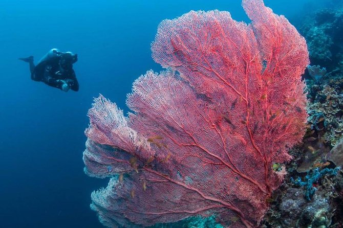 Fun Boat Dive for certified diver - What the one-hour schedule feels like