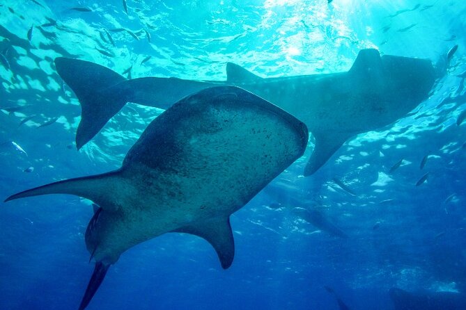 Group Tour of Moalboal Sardines Run & Kawasan Canyoneering - Four hours in Kawasan’s cold blue water