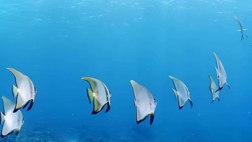 Mactan Island Hopping Gilutungan, Caohagan, Nalusuan + Lunch - A 7 AM to 8 AM pickup starts the day