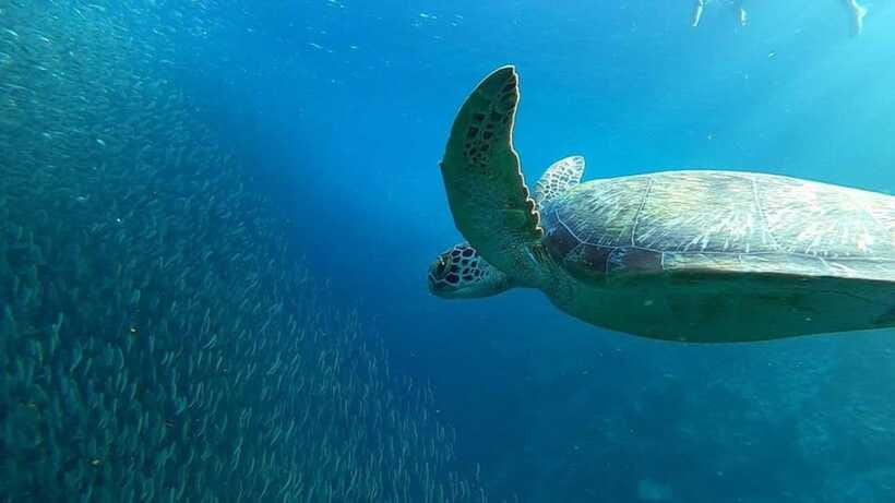 Moalboal: Pescador Island Hopping Adventure and Sardine Run - The Sardine Run: spectacular, but not a fishing trip