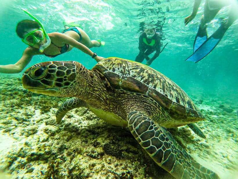 Moalboal Sardine Run, Sea Turtle & Mantayupan Falls - Small groups make the day easier