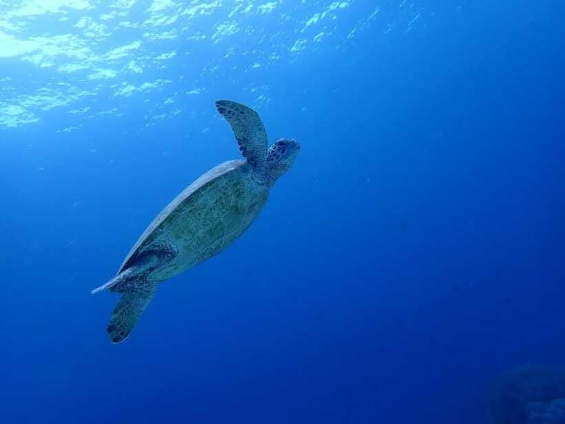 Moalboal Sardine Run, Sea Turtle & Mantayupan Falls - Who should book this Cebu day trip?