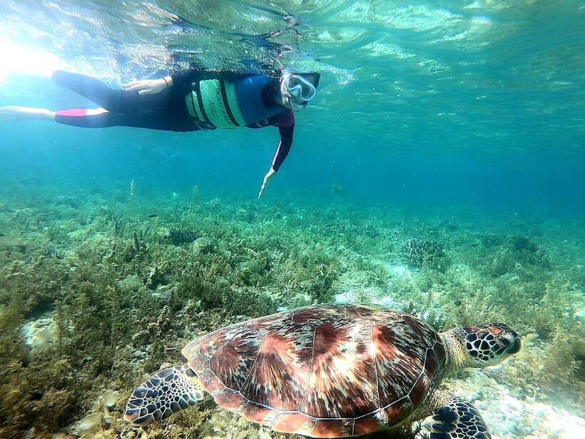 Moalboal: Sardine Run Snorkeling & Kawasan Canyoneering - Key points at a glance