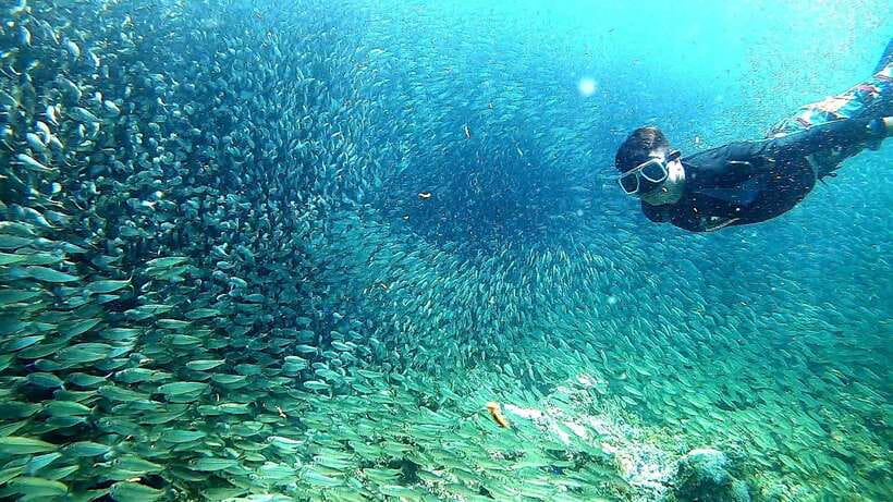 Moalboal: Sardine Run Snorkeling & Kawasan Canyoneering - The optional zipline and the walk back
