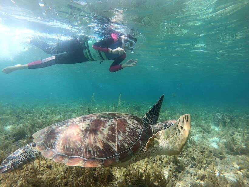 Moalboal: Sardine Run, Turtles and Pescador Island Hopping - Pescador Island brings coral and open water