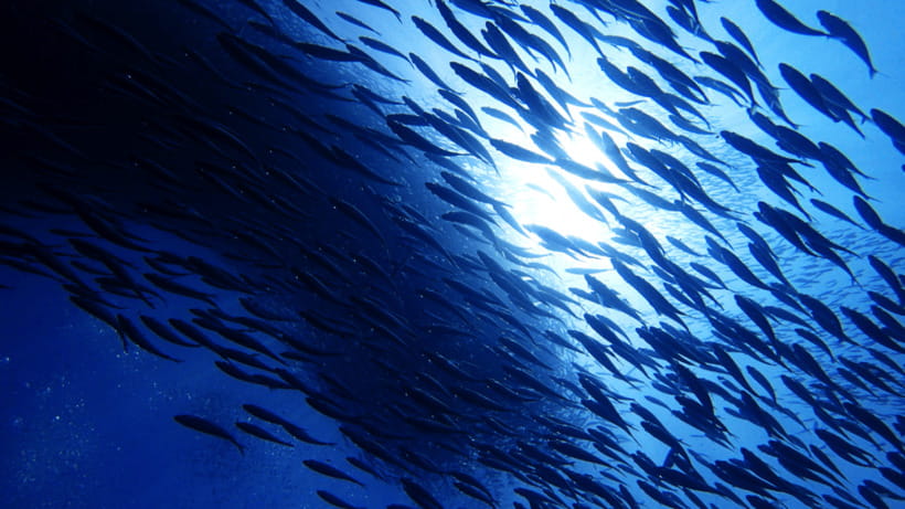 Moalboal Sardines Run Private Tour - Key points to know before booking