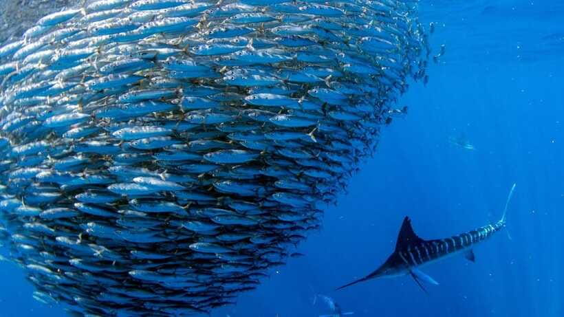 Moalboal Sardines Run Private Tour - The safety briefing and short swim offshore