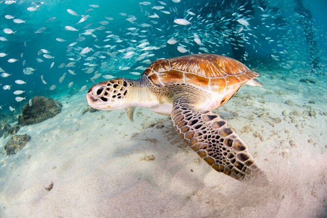 Moalboal Sardines Run Private Tour w/ Transfers Option - Key points before you book
