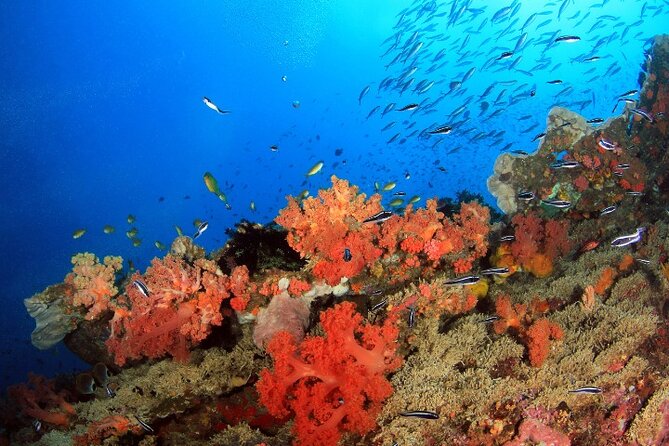 Moalboal Sardines Run Private Tour w/ Transfers Option - The best reason to go early