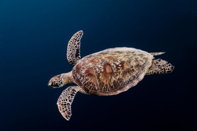 Moalboal Sardines Run Private Tour w/ Transfers Option - Is $20 good value?