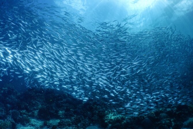 Moalboal Sardines Run Private Tour w/ Transfers Option - What the one-hour itinerary is really like