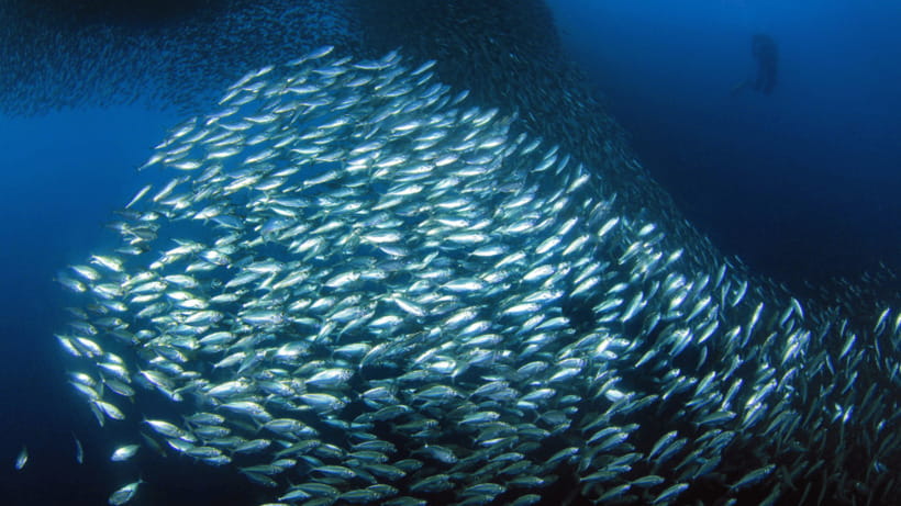 Moalboal Sardines Run Private Tour - Starting at Panagsama Beach
