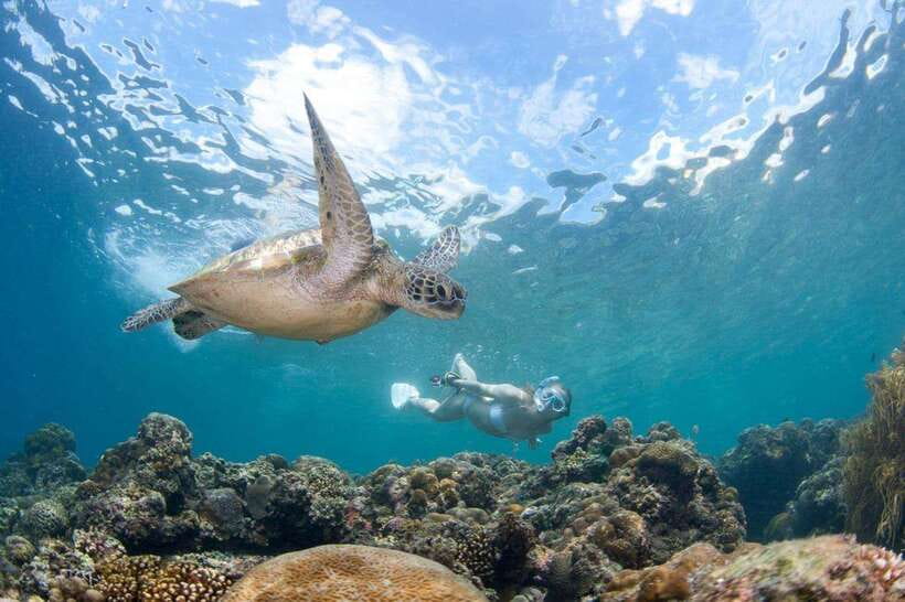 Moalboal: Scuba Diving and Pescador Island Hopping - Moalboal’s Sardine Run Is the Main Event