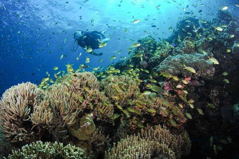Moalboal: Scuba Diving and Pescador Island Hopping - How Beginner-Friendly Is the Experience?