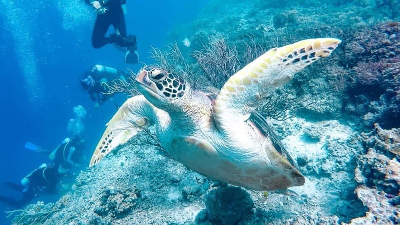 Moalboal: Scuba Diving and Pescador Island Hopping - Who Will Enjoy This Most?