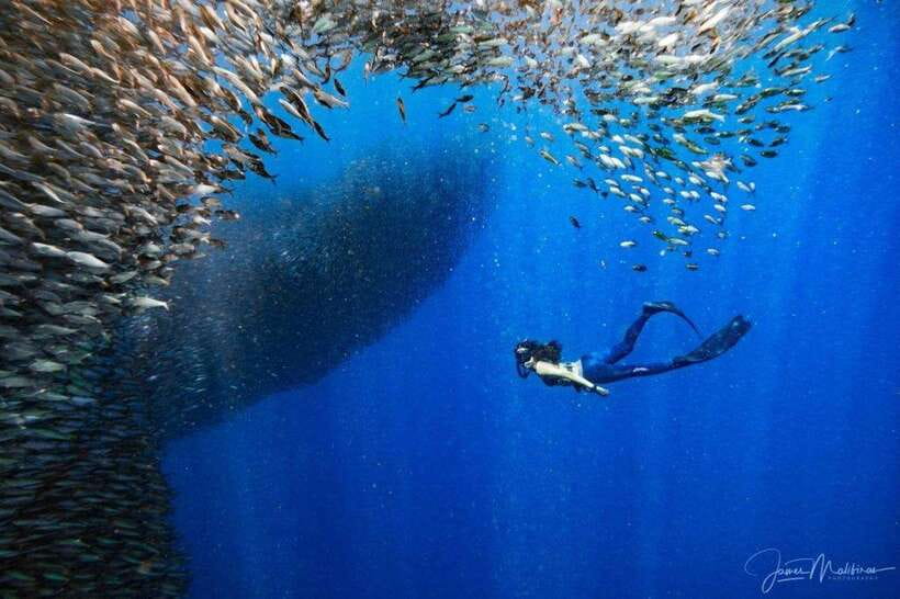 Moalboal: Scuba Diving and Pescador Island Hopping - How This Compares With a Simple Sardine Swim