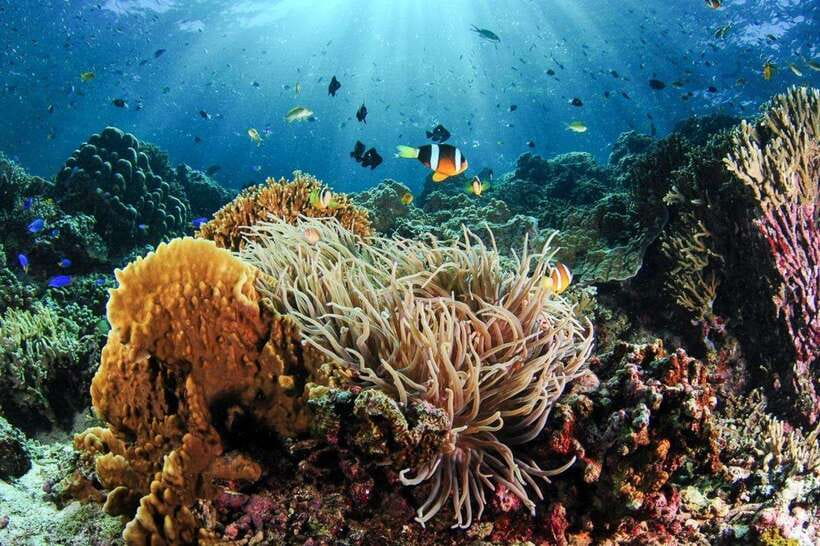 Moalboal: Scuba Diving and Pescador Island Hopping - What Pescador Island Adds