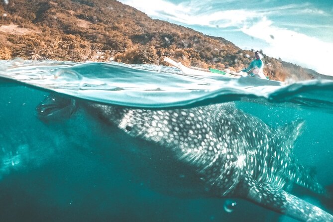 Oslob Whale Shark Private Tour with Sumilon & Tumalog Falls - Oslob at 3:00 am, and the long road south