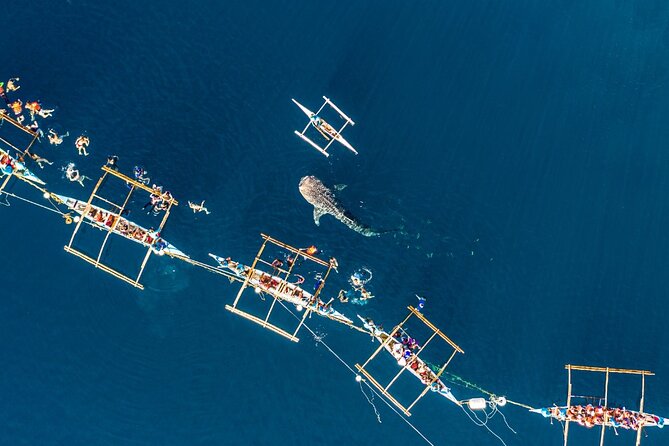 Oslob Whale Shark Private Tour with Sumilon & Tumalog Falls - Meeting the whale sharks off Oslob