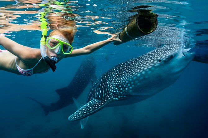 Oslob Whale Shark Snorkeling & Kawasan Canyoning Tour - Why combine Oslob whale sharks with Kawasan Falls?