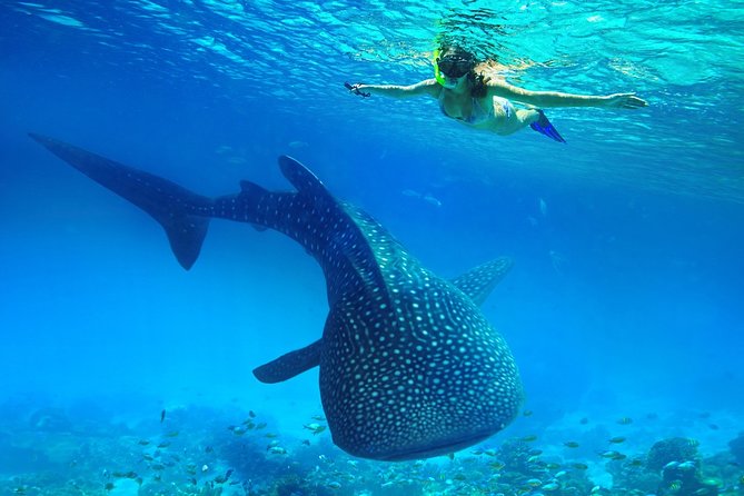 Oslob Whale Shark Snorkeling & Kawasan Canyoning Tour - Meeting the whale sharks in Oslob